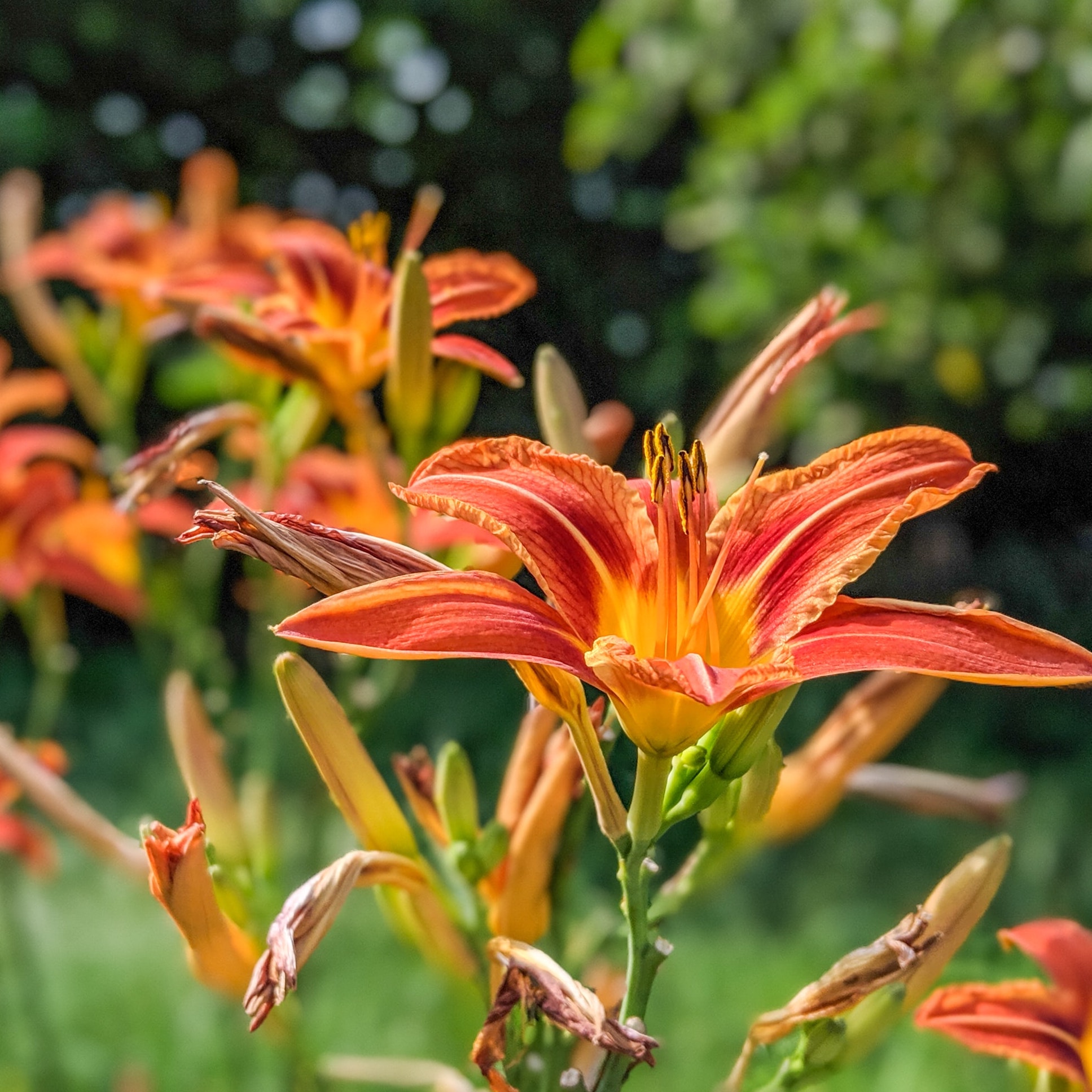 Bulbos de lilium, nardos, gladiolo, iris, tulipán, etc.