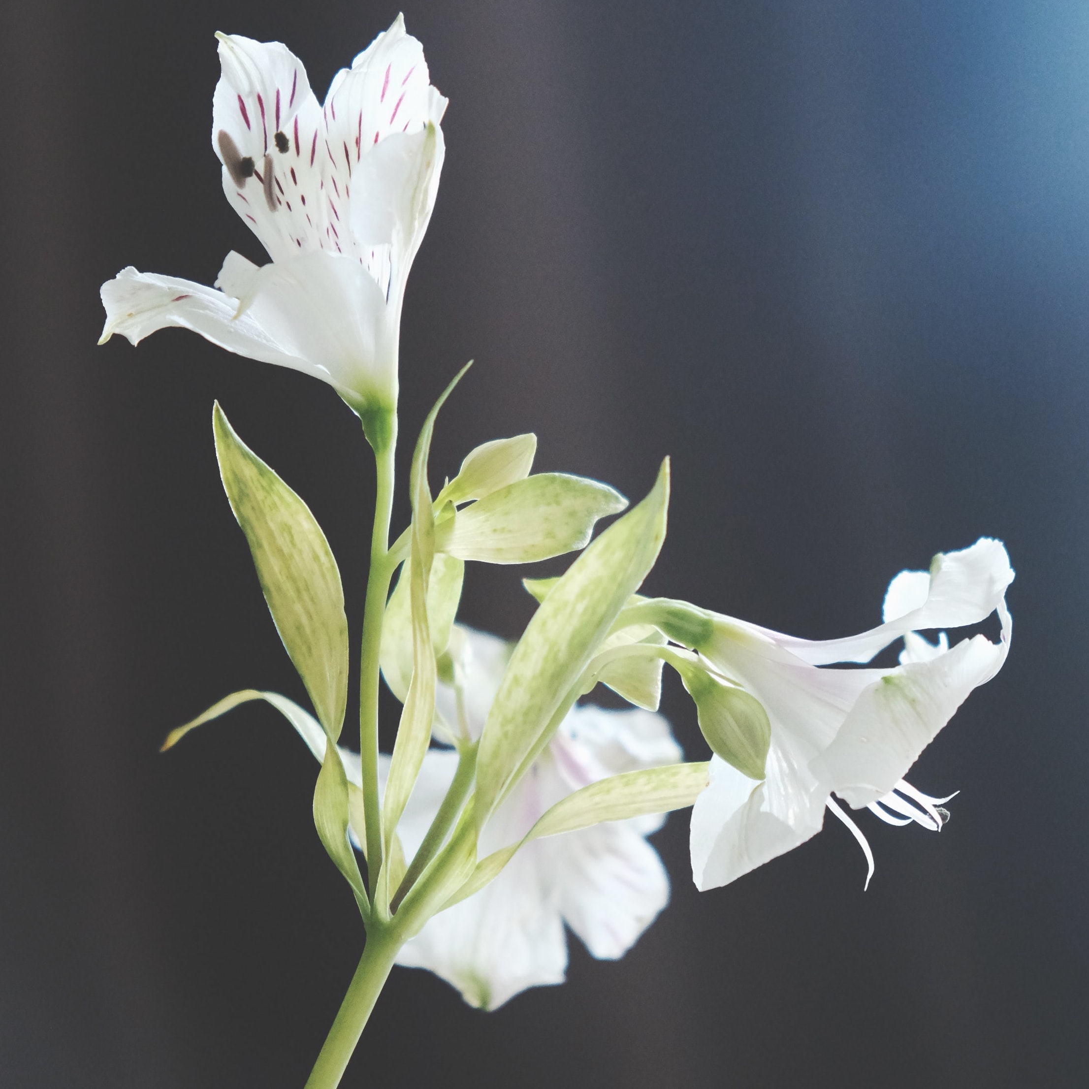 Esquejes y plantas jóvenes de gerberas, alstroemeria, limonium, lisianthus, anthirrinum, statice de meristemo, paniculata, clavel, miniclavel, rosal, crisantemo, etc.
